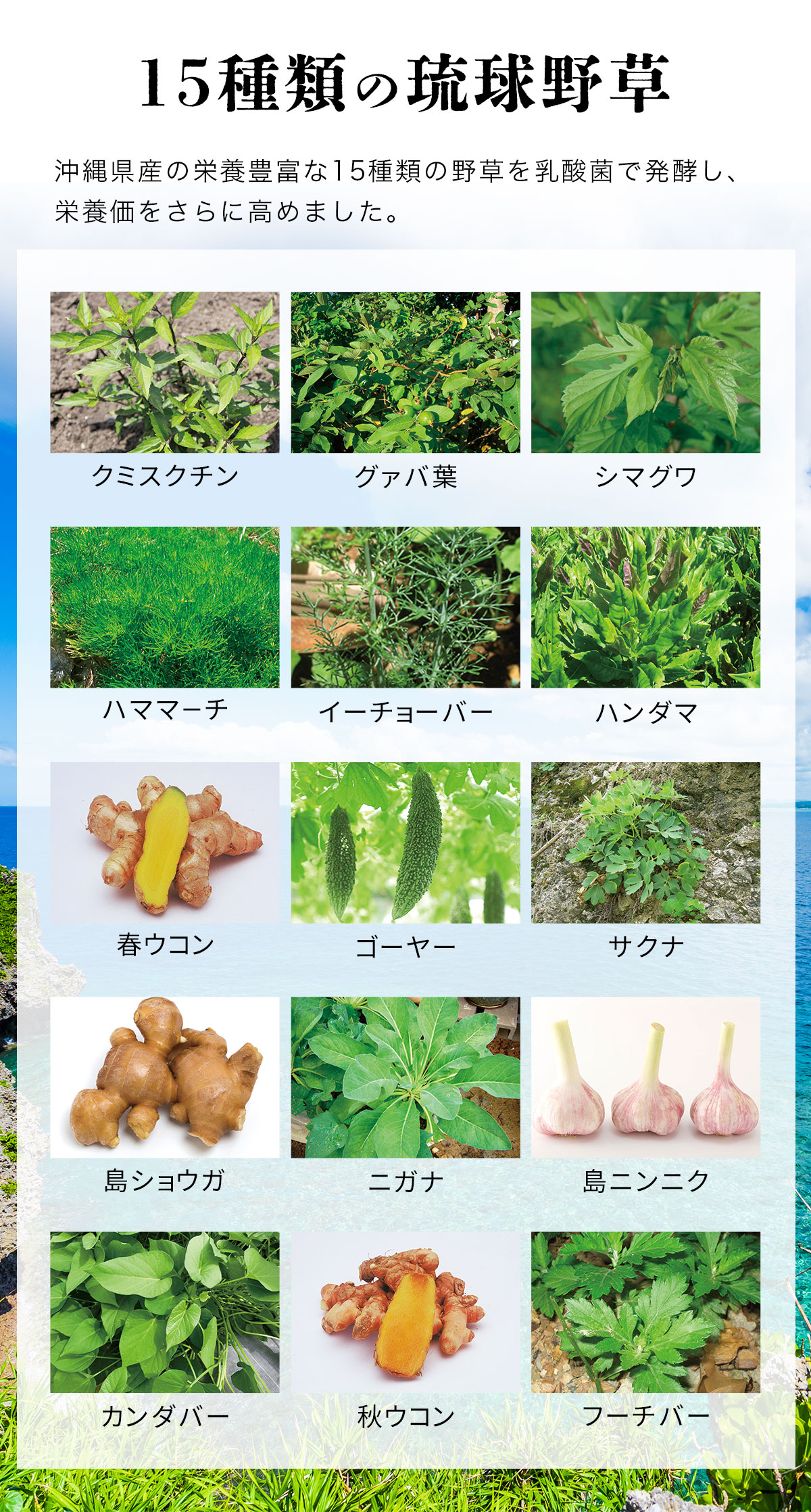 沖縄食の大百科　セット　1.2.3.4号　美品　沖縄野草 しまのやオンラインショップ 商品詳細